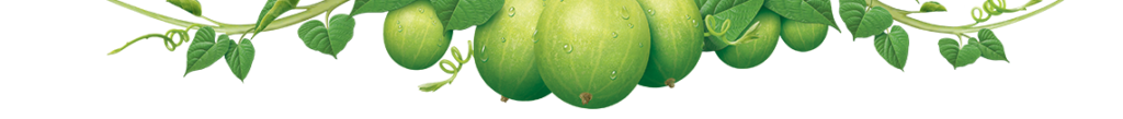 Monkfruit VineGraphic 02
